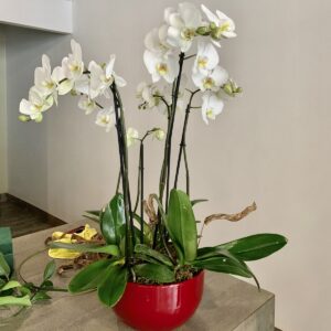 Orchid arrangement