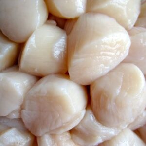 Scallops
