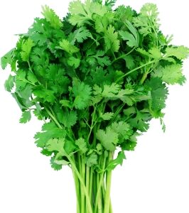 Cilantro – Coriander bunch