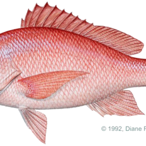 Red Snapper/Pargo Whole Approx 2lbs