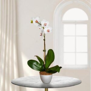 Phalaenopsis Orchid Plant — Cabo Delivery flowers in Cabo San Lucas