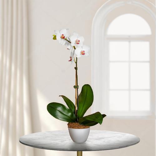 Phalaenopsis Orchid Plant — Cabo Delivery flowers in Cabo San Lucas